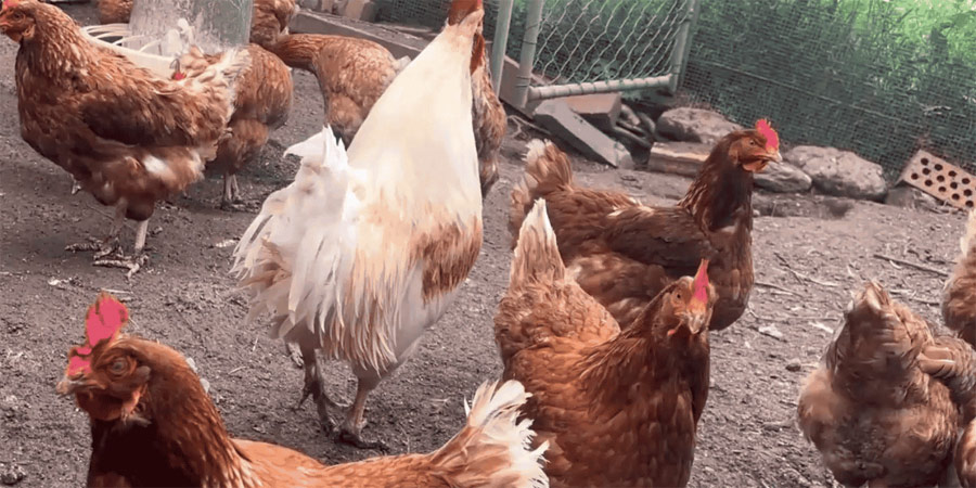 chicken-birdflue.jpg